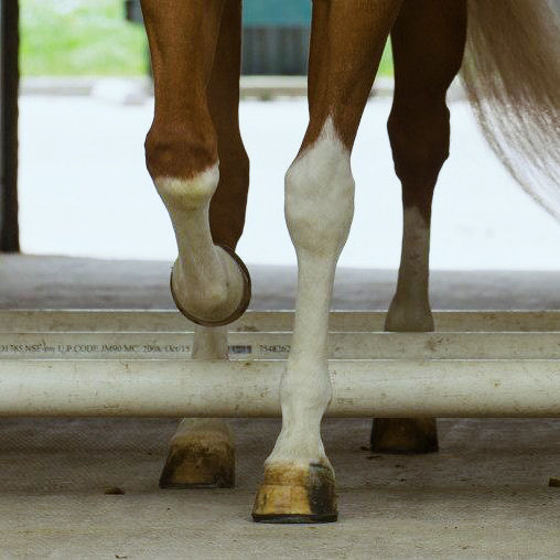 Lameness and sports medicine
