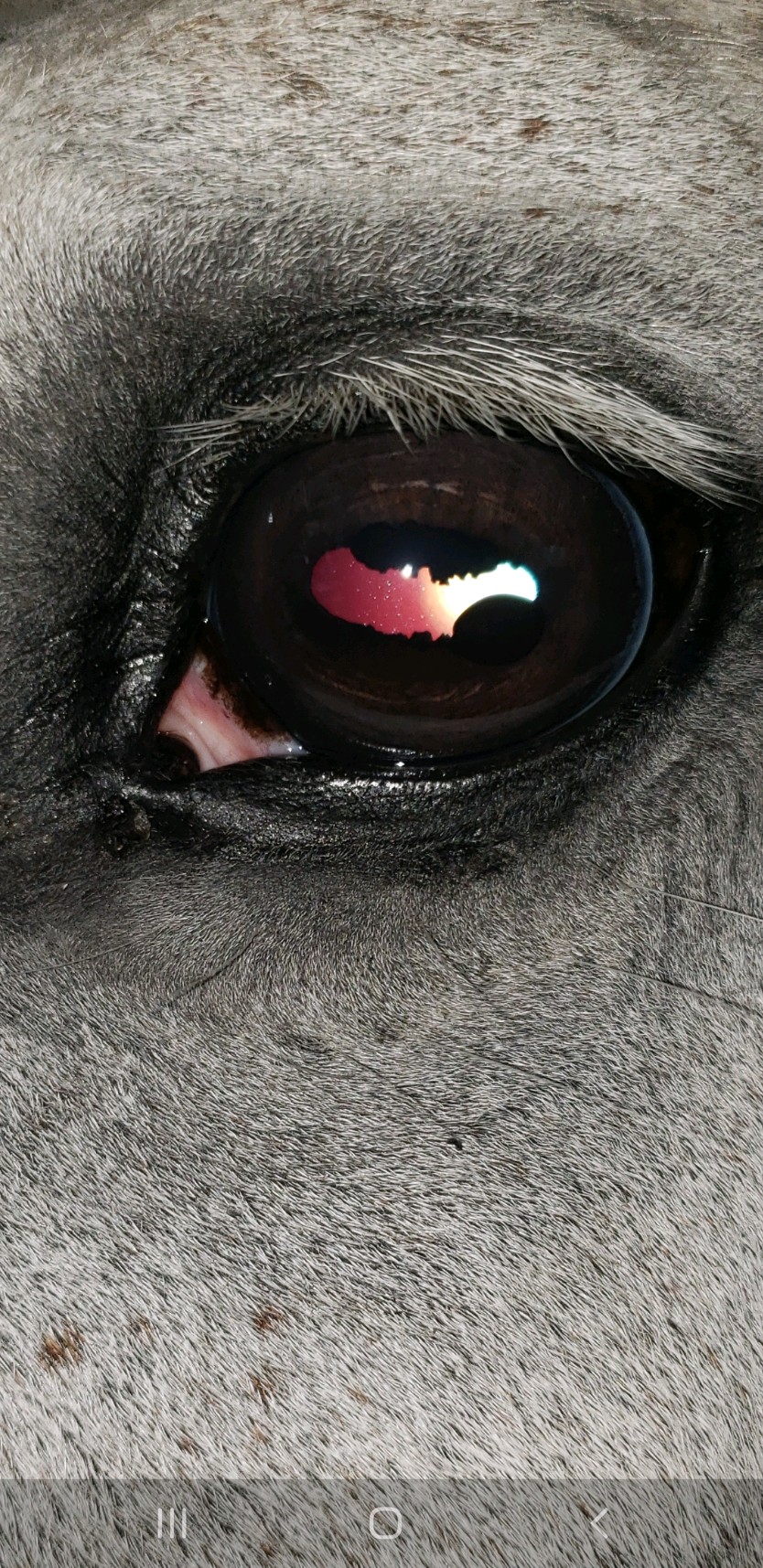 Gray horse eye representing ophthalmology services
