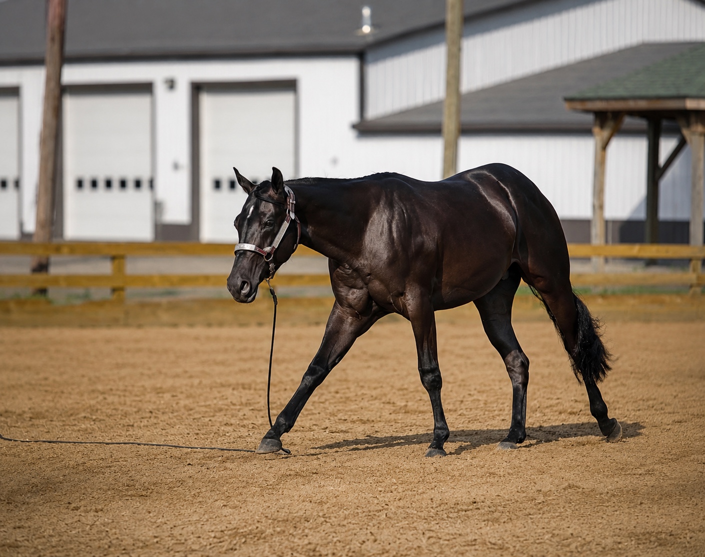 Wellness care horse walking in arena